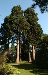 Redwood grove in woodland garden
