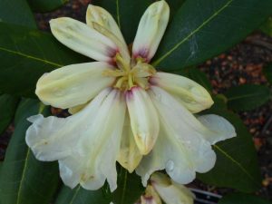 Rhododendron sp. Photo by Tony Garn
