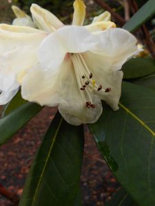 Rhododendron sp. Photo by Tony Garn
