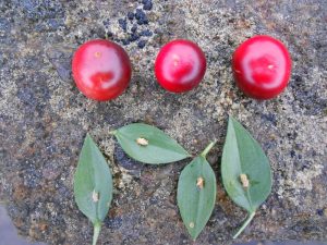 Ruscus aculeatus - cladodes and fruits. Photo by Tony Garn