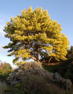 Pinus slyvestris 'Aurea'