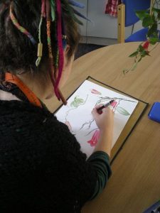Isik working on Lapageria rosea illustration