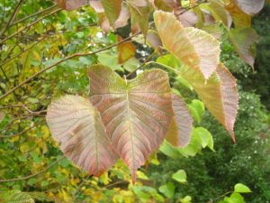 Euptelia polyandra autumn colour 