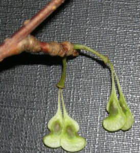 Euptelia polyandra seed