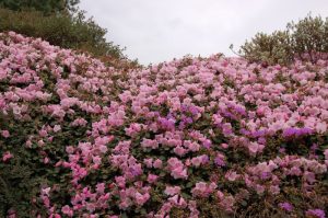 Rhododendron williamsiana