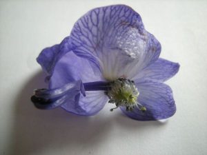 Aconitum carmichaelii 'Arendsii' - showing flower parts