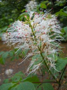 Aesculus parviflora. Photo by Tony Garn