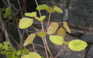 Akebia trifoliata - new growth
