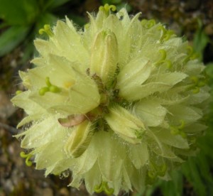 Campanula thyrsoides