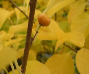 Celastrus orbiculatus - fruit