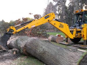 Removal of Quercus robur. Photo by Tony Garn