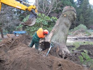 Removal of Quercus robur. Photo by Tony Garn