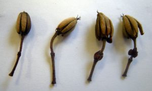 Eucryphia moorei - seed heads