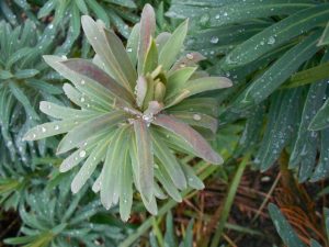 Euphorbia  characias ssp. wulfenii 'John Tomlinson' . Photo by Tony Garn