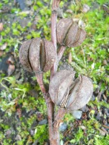 Exochorda x macrantha - seed pods. Photo by Tony Garn