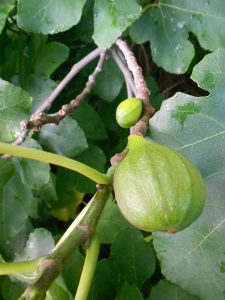 Fig mature and embryo fruits. Photo by Tony Garn