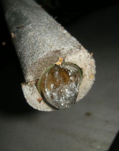 Iced Pipe. Photo by Tony Garn
