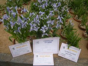 Gold medals and a certificate of merit for Iris willmottiana
