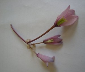 Holboellia latifolia - male & female flowers