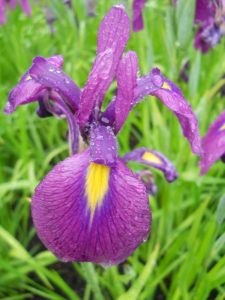 Iris ensata var. spontanea. Photo by Tony Garn