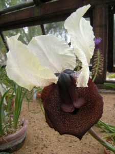 Iris iberica var elegantissima