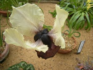 Iris iberica var elegantissima