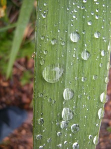 Iris pseudacorus - retaining water droplets
