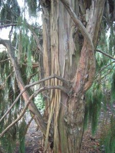 Juniperus recurva