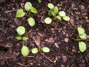 Lunaria rediviva seedlings