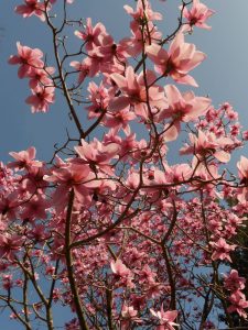 Magnolia campbellii 'Charles Raffill'. Photo by Tony Garn