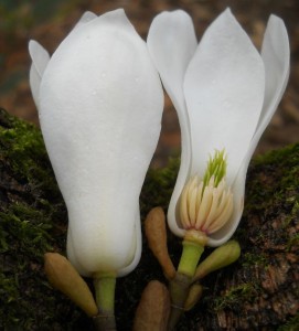Magnolia salicifolia - section showing floral parts. Photo by Tony Garn