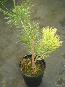 A young graft of Pinus sylvestris in the nursery