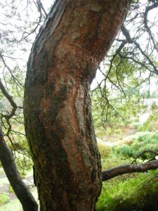 fissured bark of a mature Pinus sylvestris
