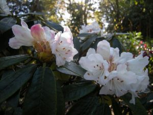 Rhododendron crinigerum var. crinigerum