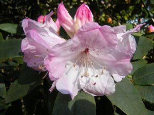 Rhododendron adenosum 