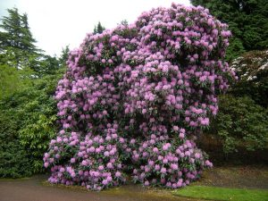 Rhododendron aff  arboreum hybrid 