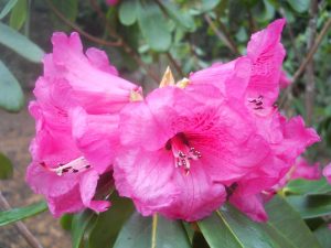Rhododendron aff. faucium. Photo by Tony Garn
