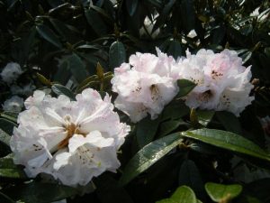 Rhododendron arboreum ssp  cinnamomium var  roseum