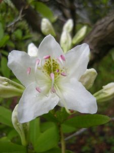 Rhododendron augustinii ssp  hardyi