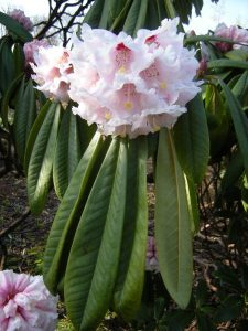 Rhododendron calophytum var calophytum