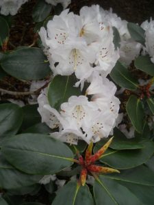 Rhododendron campanulatum ssp campanulatum. Photo by Tony Garn