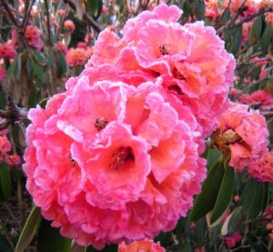 Rhododendron lanigerum  - frozen blooms before sun