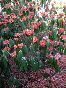 Rhododendron lanigerum - petals turned to mush and dropped