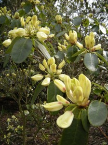 Rhorodendron campylocarpum