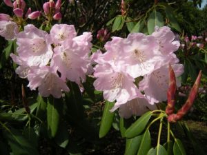 Rhorodendron fortunei ssp  fortunei