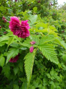 Rubus spectabilis 'Olympic Double'. Photo by Tony Garn