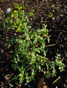 Senecio vulgaris, Groundsel showing seed head 9.1.2012. Photo by Tony Garn