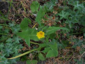 Smooth Sow Thistle, Sonchus oleraceus. Photo by Tony Garn
