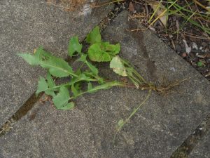 Smooth Sow Thistle, Sonchus oleraceus, grubbed out. Photo by Tony Garn