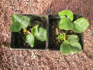 Young Strawberry Plants. Photo by Tony Garn